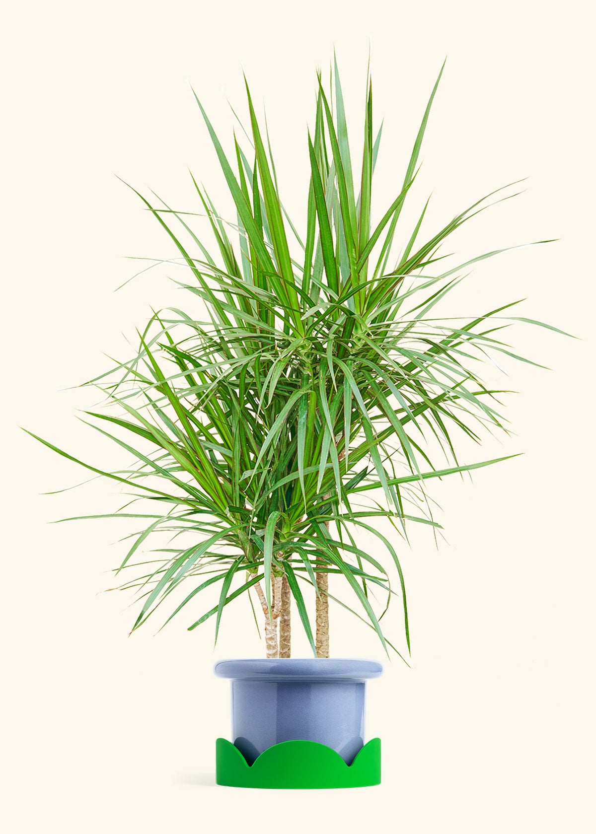 Madagascar Dragon Tree in a 10 inches Fat Lip Blue Planter in a Shamrock Petal Drip Tray
