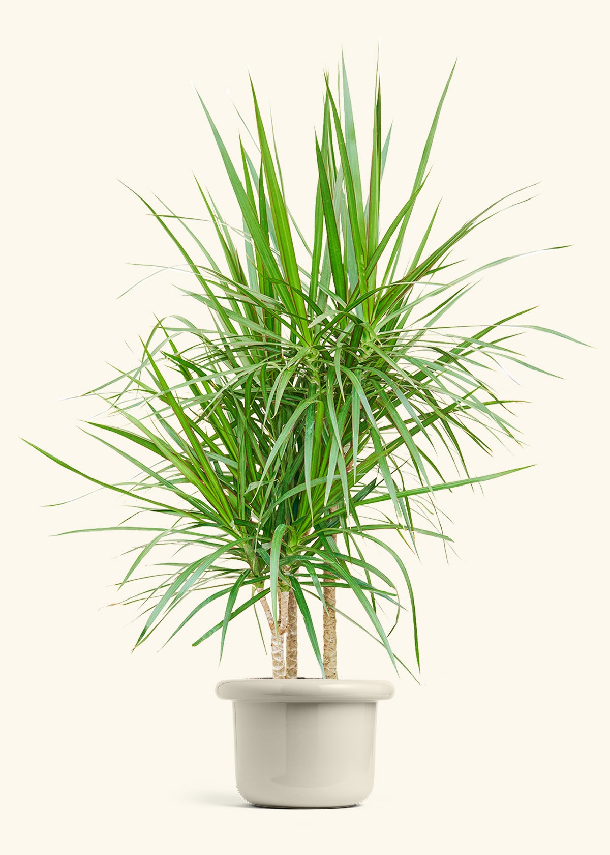Madagascar Dragon Tree in a 10 inches Fat Lip Oat Planter in a Shamrock Petal Drip Tray