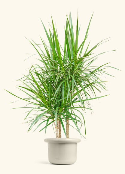 Madagascar Dragon Tree in a 10 inches Fat Lip Oat Planter in a Shamrock Petal Drip Tray