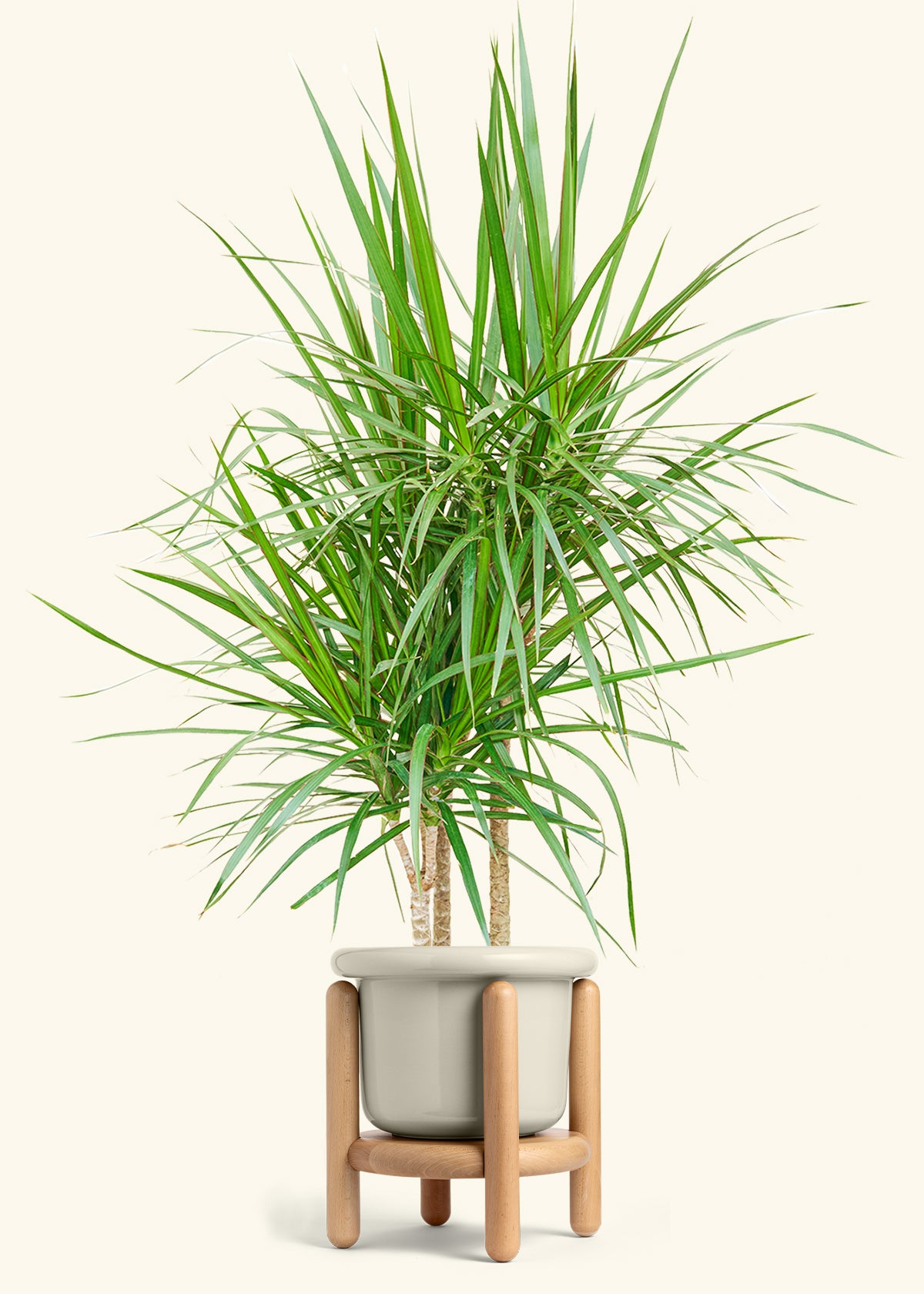Madagascar Dragon Tree in a 10 inches Fat Lip Oat Planter in a Oat Petal Drip Tray