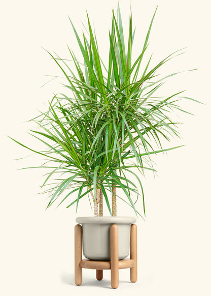 Madagascar Dragon Tree in a 10 inches Fat Lip Oat Planter in a Oat Petal Drip Tray