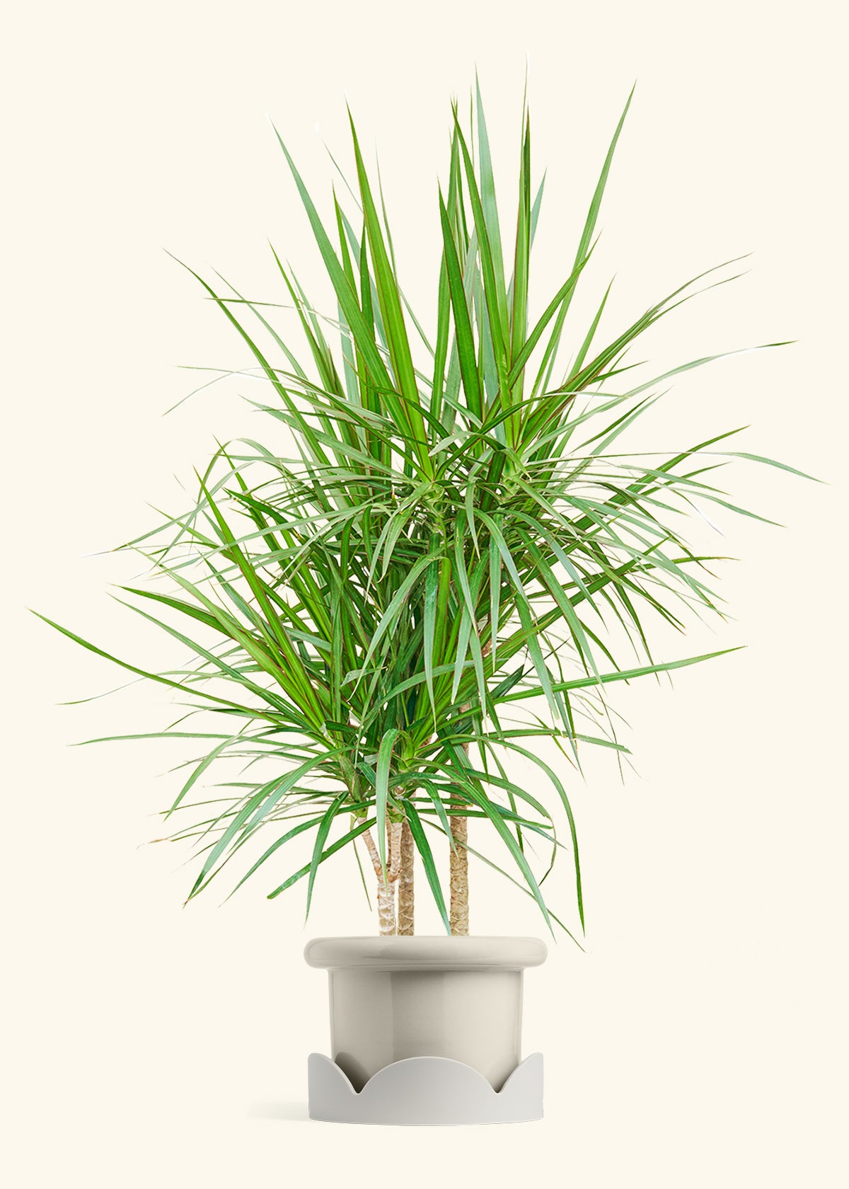Madagascar Dragon Tree in a 10 inches Fat Lip Oat Planter
