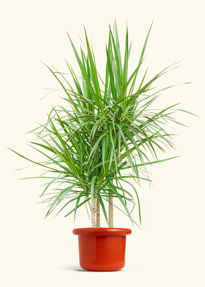 Madagascar Dragon Tree in a 10 inches Fat Lip Red Planter 