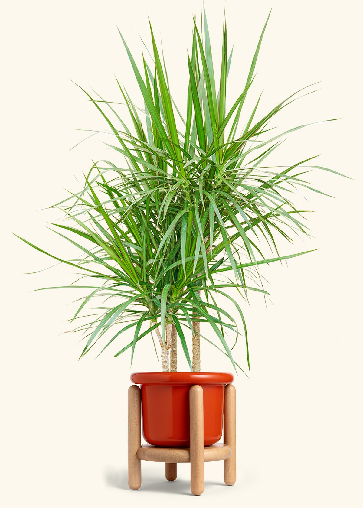 Madagascar Dragon Tree in a 10 inches Fat Lip Red Planter in a Shamrock Petal Drip Tray