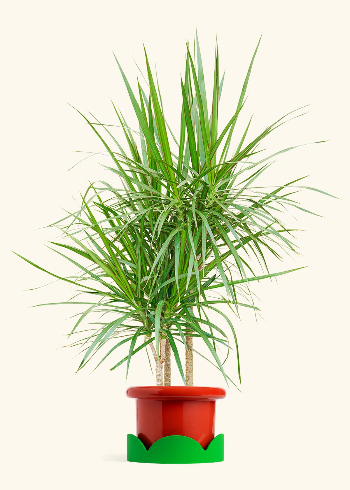 Madagascar Dragon Tree in a 10 inches Fat Lip Red Planter in a Oat Petal Drip Tray