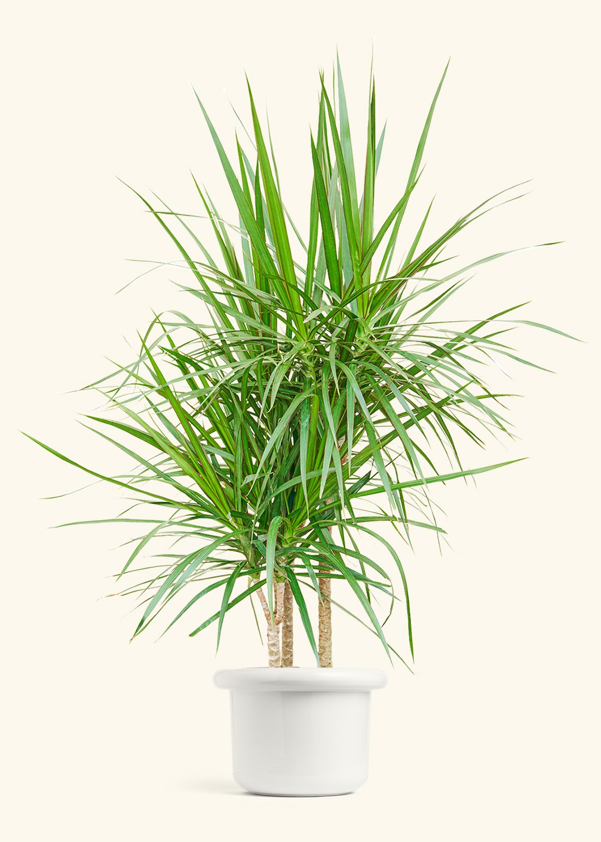 Madagascar Dragon Tree in a 10 inches Fat Lip White Planter 