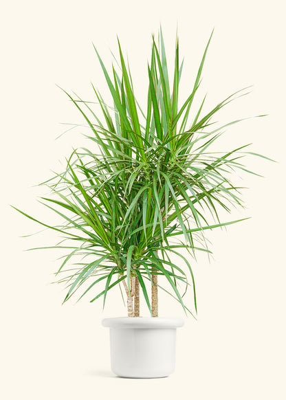 Madagascar Dragon Tree in a 10 inches Fat Lip White Planter 
