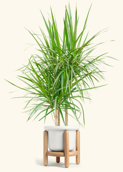 Madagascar Dragon Tree in a 10 inches Fat Lip White Planter in a Beech Wood Stand