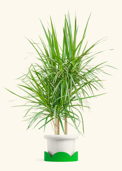 Madagascar Dragon Tree in a 10 inches Fat Lip White Planter in a Shamrock Petal Drip Tray
