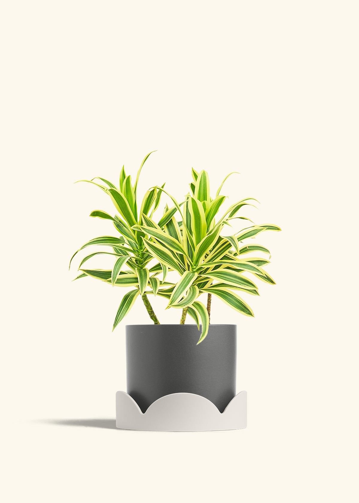 Dracaena Song of India in a 6 inches Charcoal Classic Cylinder Planter in a Oat Petal Drip Tray