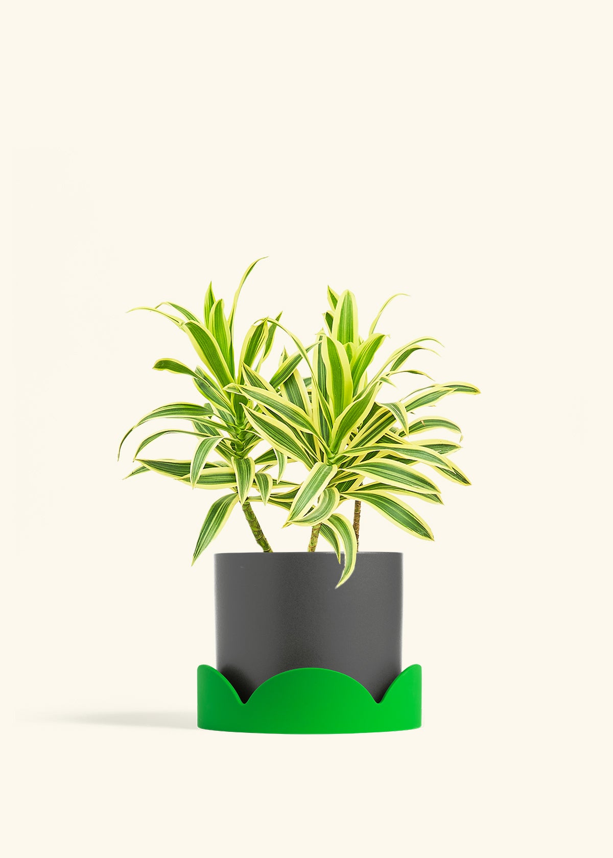 Dracaena Song of India in a 6 inches Charcoal Classic Cylinder Planter in a Shamrock Petal Drip Tray
