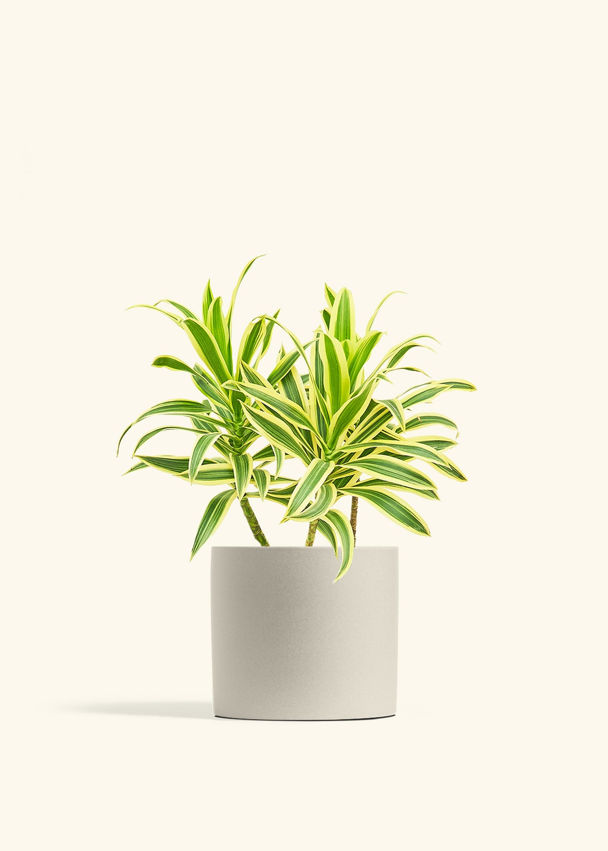 Dracaena Song of India in a 6 inches Oat Classic Cylinder Planter