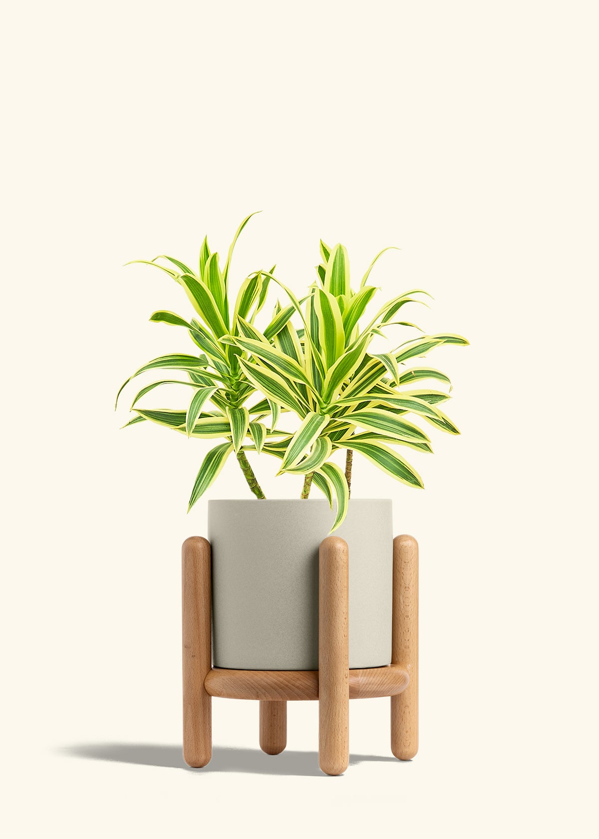 Dracaena Song of India in a 6 inches Oat Classic Cylinder Planter in a Beech Wood Stand
