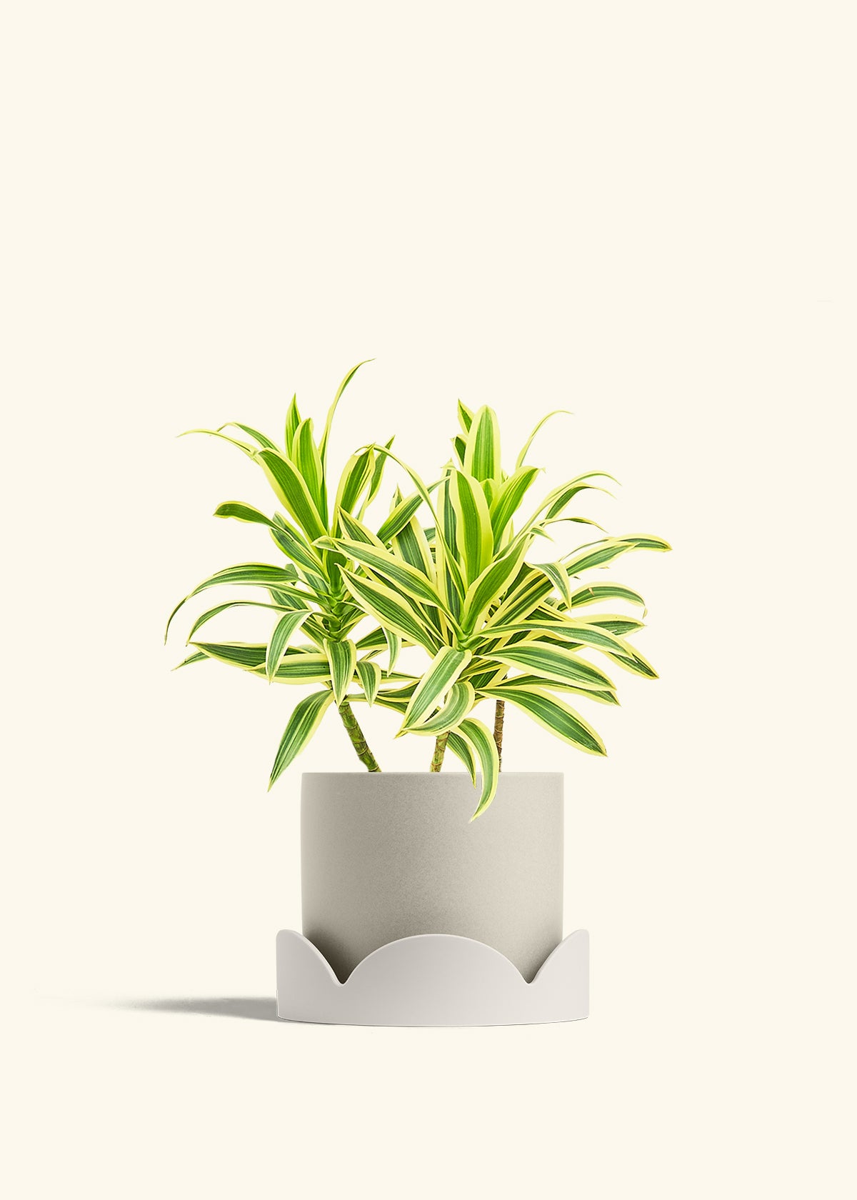 Dracaena Song of India in a 6 inches Oat Classic Cylinder Planter in a Oat Petal Drip Tray