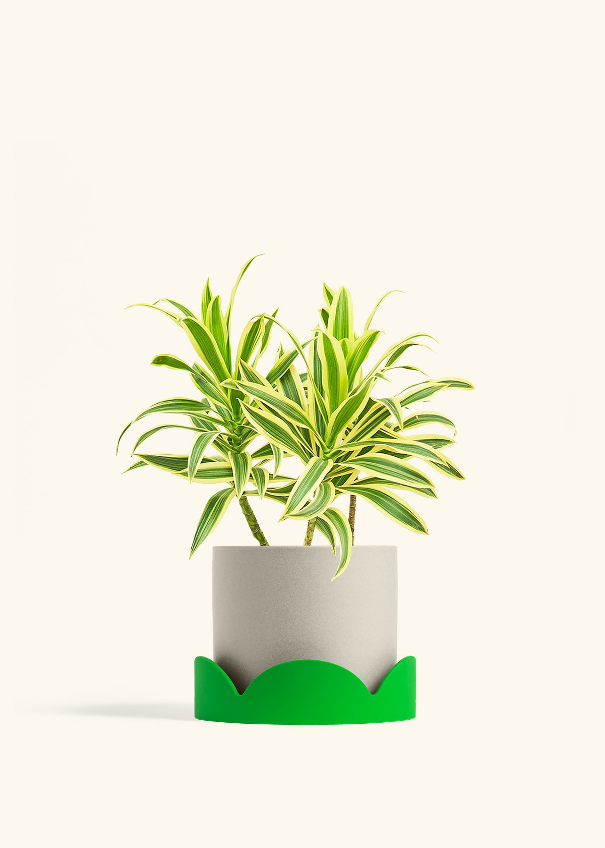 Dracaena Song of India in a 6 inches Oat Classic Cylinder Planter in a Shamrock Petal Drip Tray