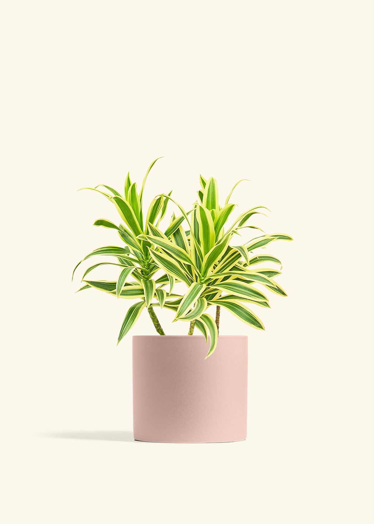 Dracaena Song of India in a 6 inches Pink Classic Cylinder Planter