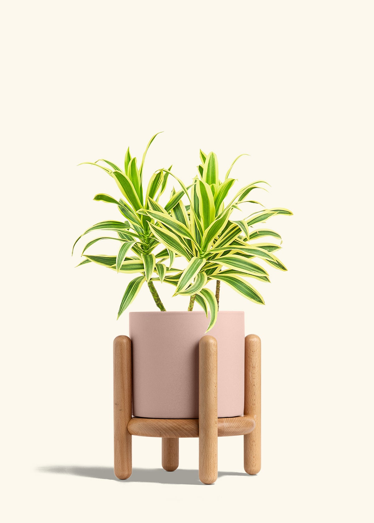 Dracaena Song of India in a 6 inches Pink Classic Cylinder Planter in a Beech Wood Stand
