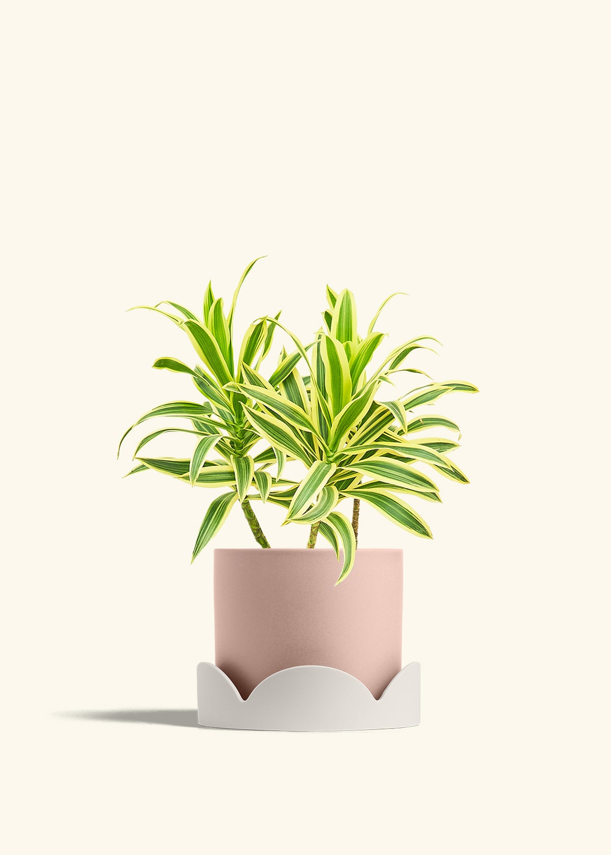 Dracaena Song of India in a 6 inches Pink Classic Cylinder Planter in a Oat Petal Drip Tray