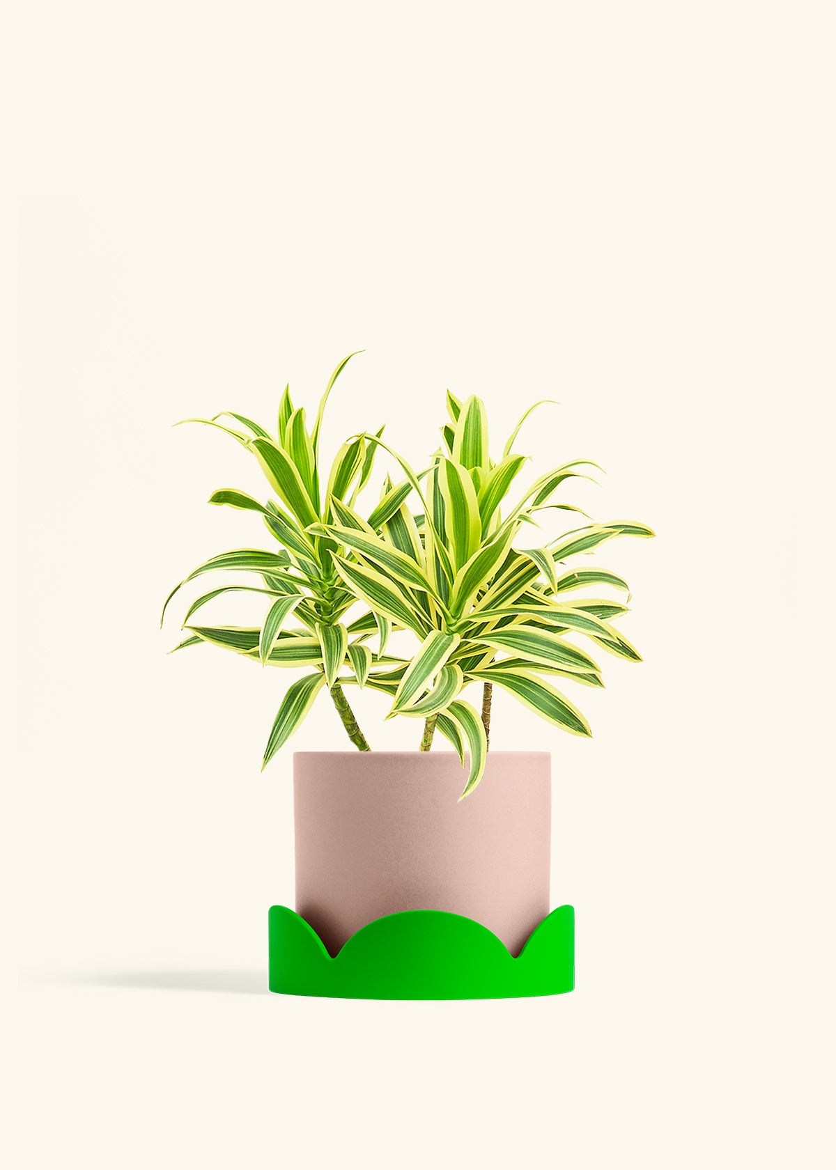 Dracaena Song of India in a 6 inches Pink Classic Cylinder Planter in a Shamrock Petal Drip Tray