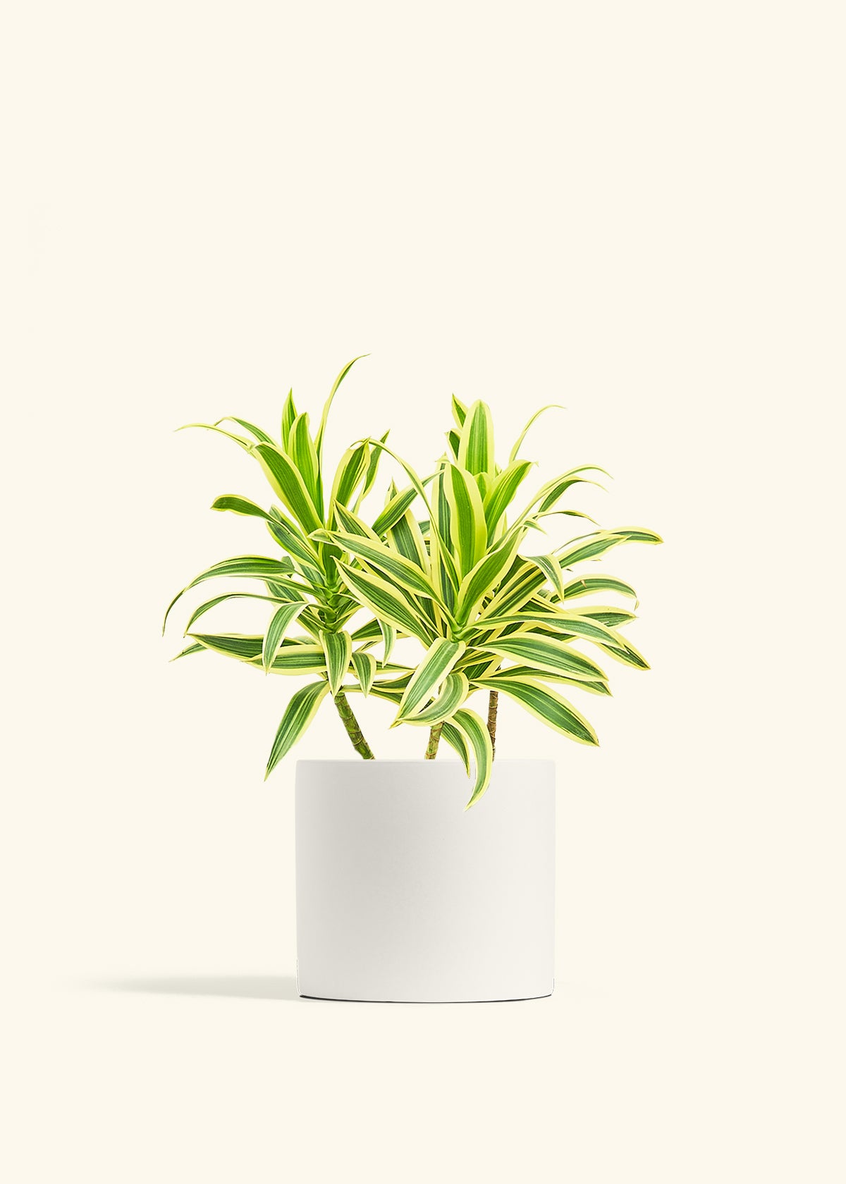 Dracaena Song of India in a 6 inches White Classic Cylinder Planter