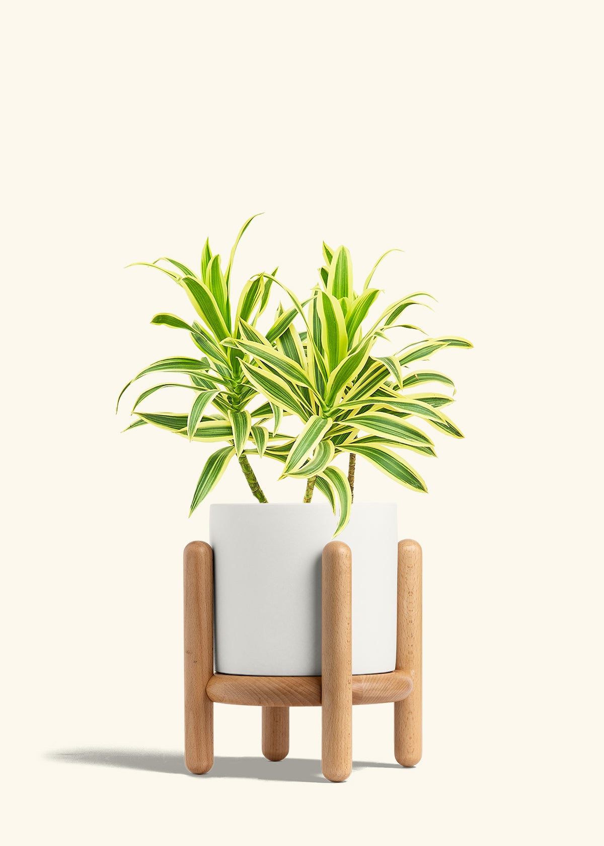 Dracaena Song of India in a 6 inches White Classic Cylinder Planter in a Beech Wood Stand