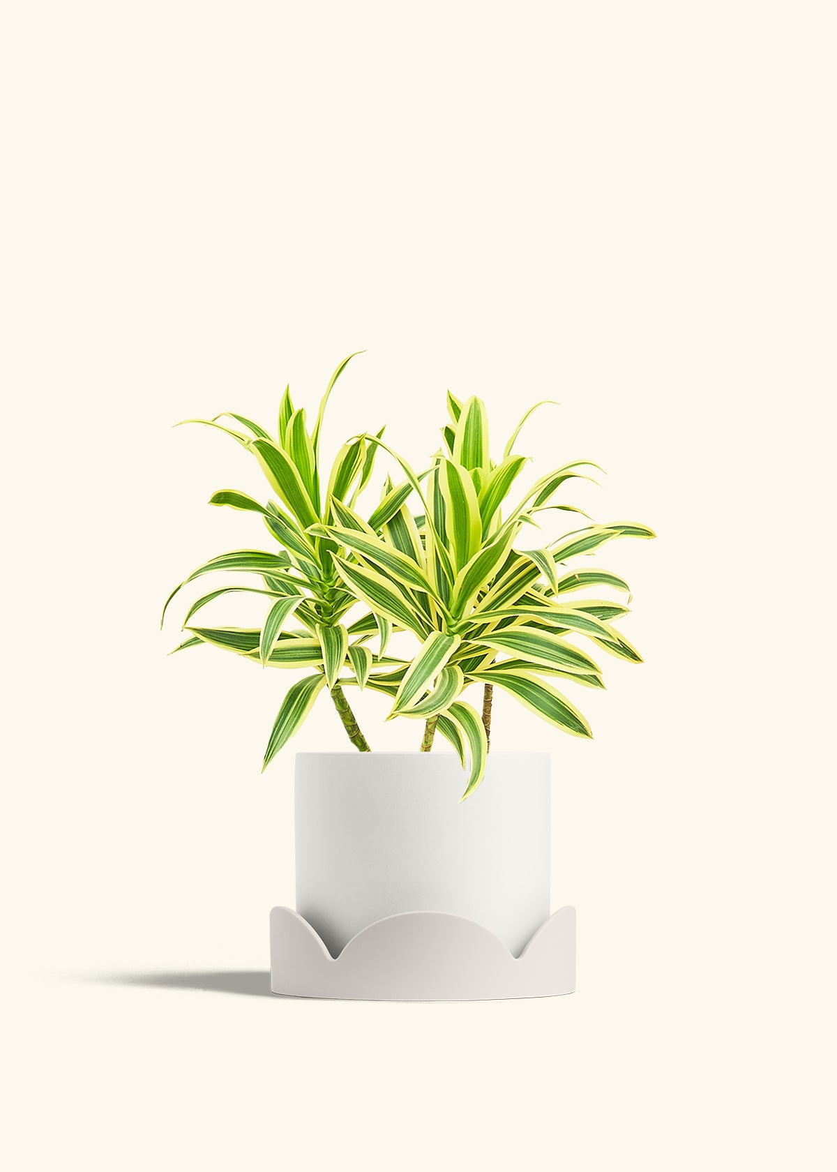Dracaena Song of India in a 6 inches White Classic Cylinder Planter in a Oat Petal Drip Tray
