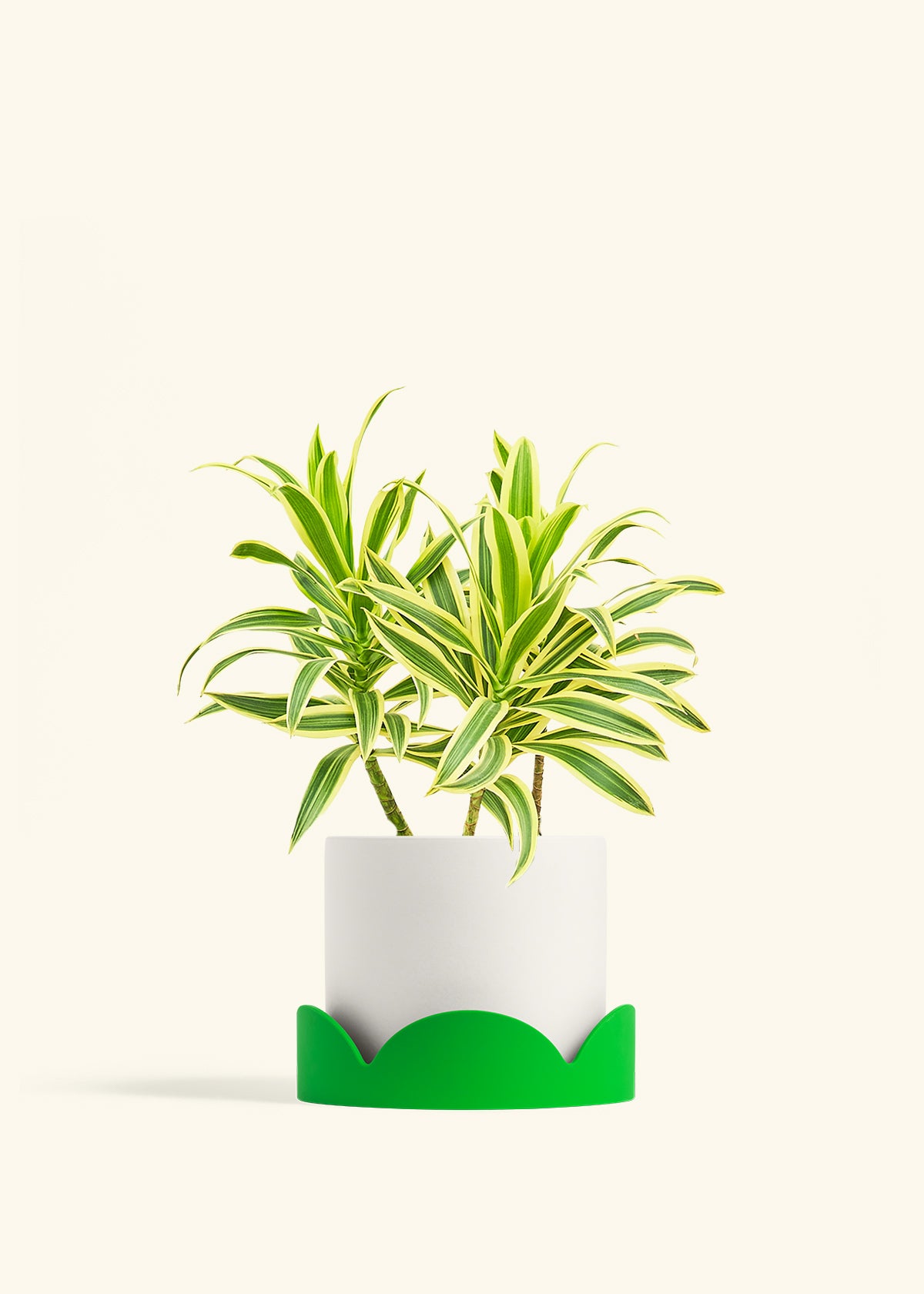 Dracaena Song of India in a 6 inches White Classic Cylinder Planter in a Shamrock Petal Drip Tray