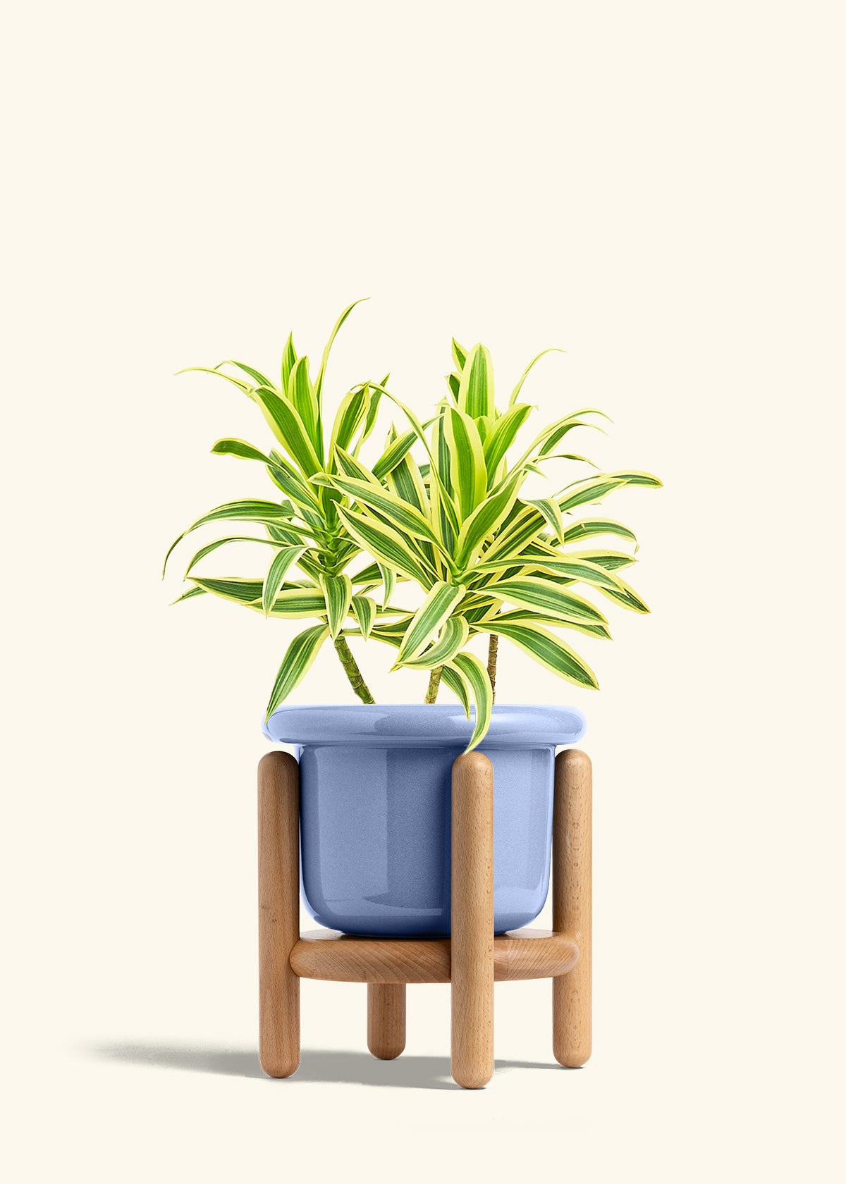 Dracaena Song of India in a 6 inches Fat Lip Blue Planter in a Beech Wood Stand