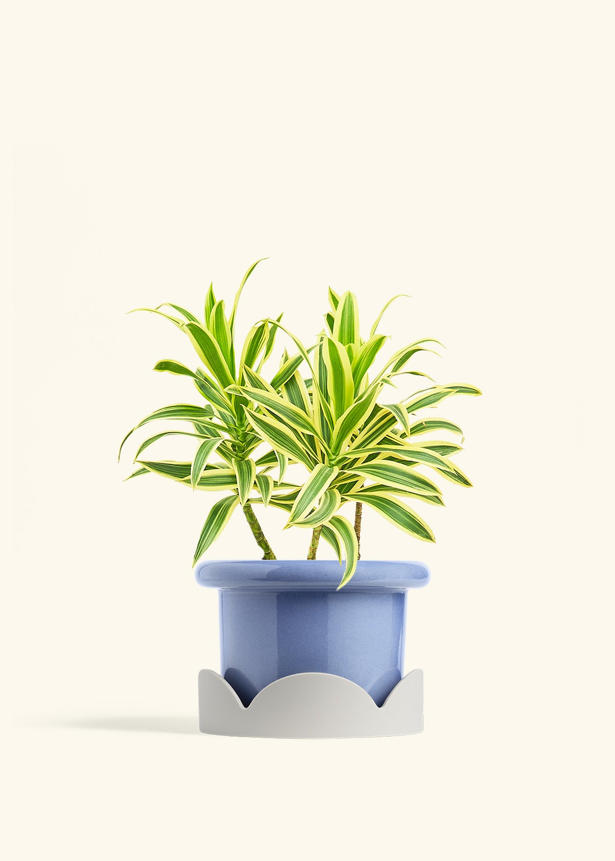 Dracaena Song of India in a 6 inches Fat Lip Blue Planter in a Oat Petal Drip Tray