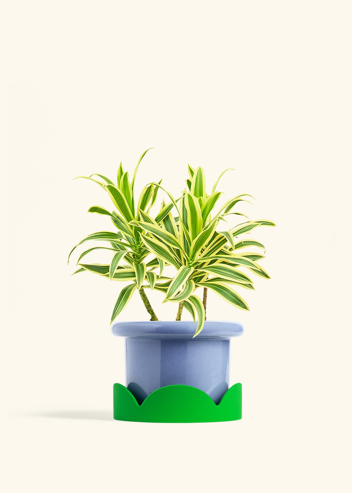 Dracaena Song of India in a 6 inches Fat Lip Blue Planter in a Shamrock Petal Drip Tray