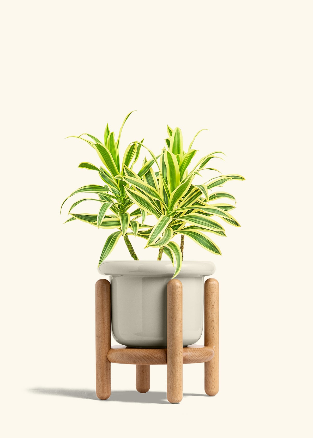 Dracaena Song of India in a 6 inches Fat Lip Oat Planter in a Beech Wood Stand