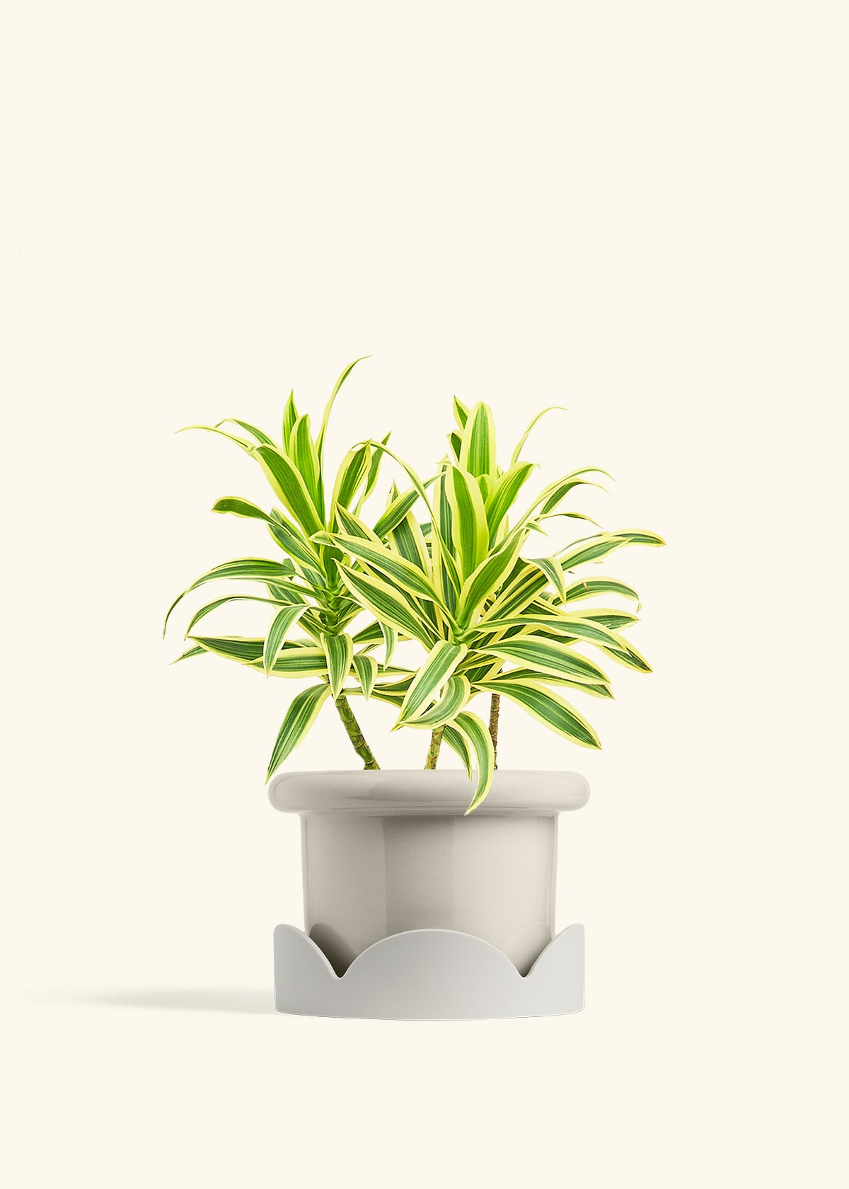 Dracaena Song of India in a 6 inches Fat Lip Oat Planter in a Oat Petal Drip Tray