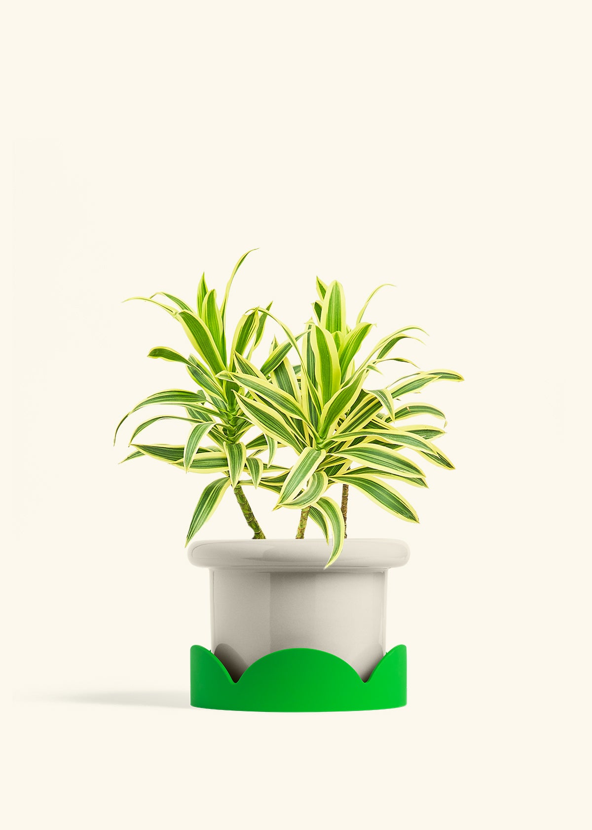 Dracaena Song of India in a 6 inches Fat Lip Oat Planter in a Shamrock Petal Drip Tray