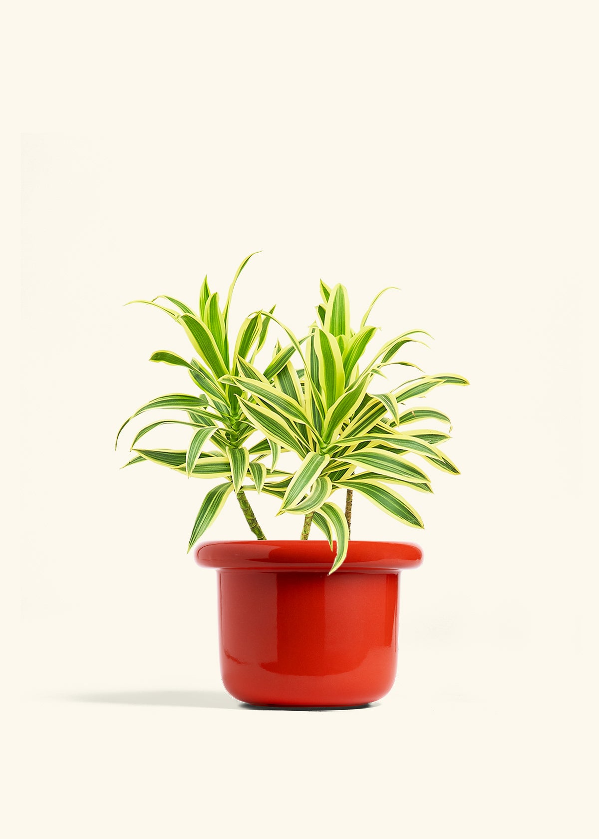 Dracaena Song of India in a 6 inches Fat Lip Red Planter