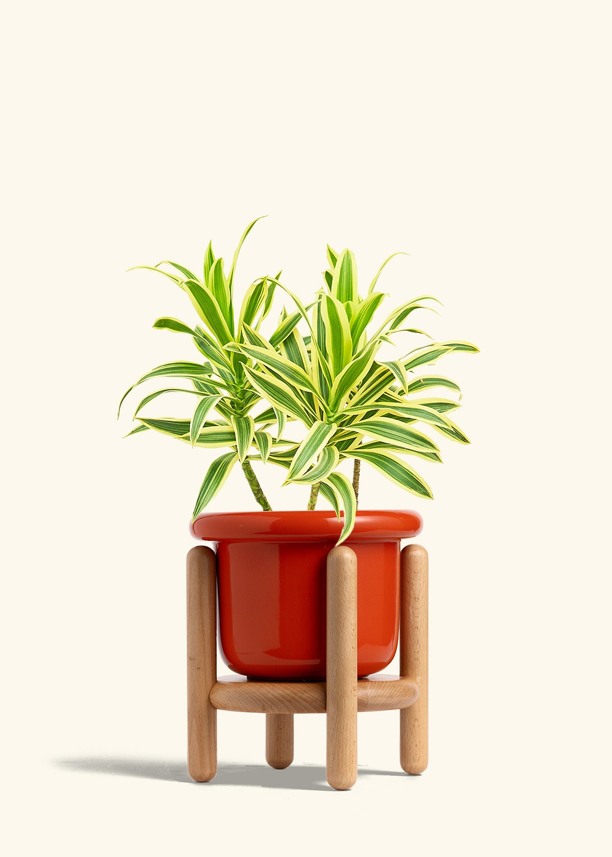 Dracaena Song of India in a 6 inches Fat Lip Red Planter in a Beech Wood Stand
