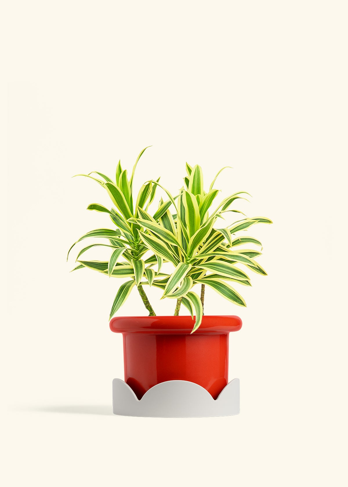 Dracaena Song of India in a 6 inches Fat Lip Red Planter in a Oat Petal Drip Tray