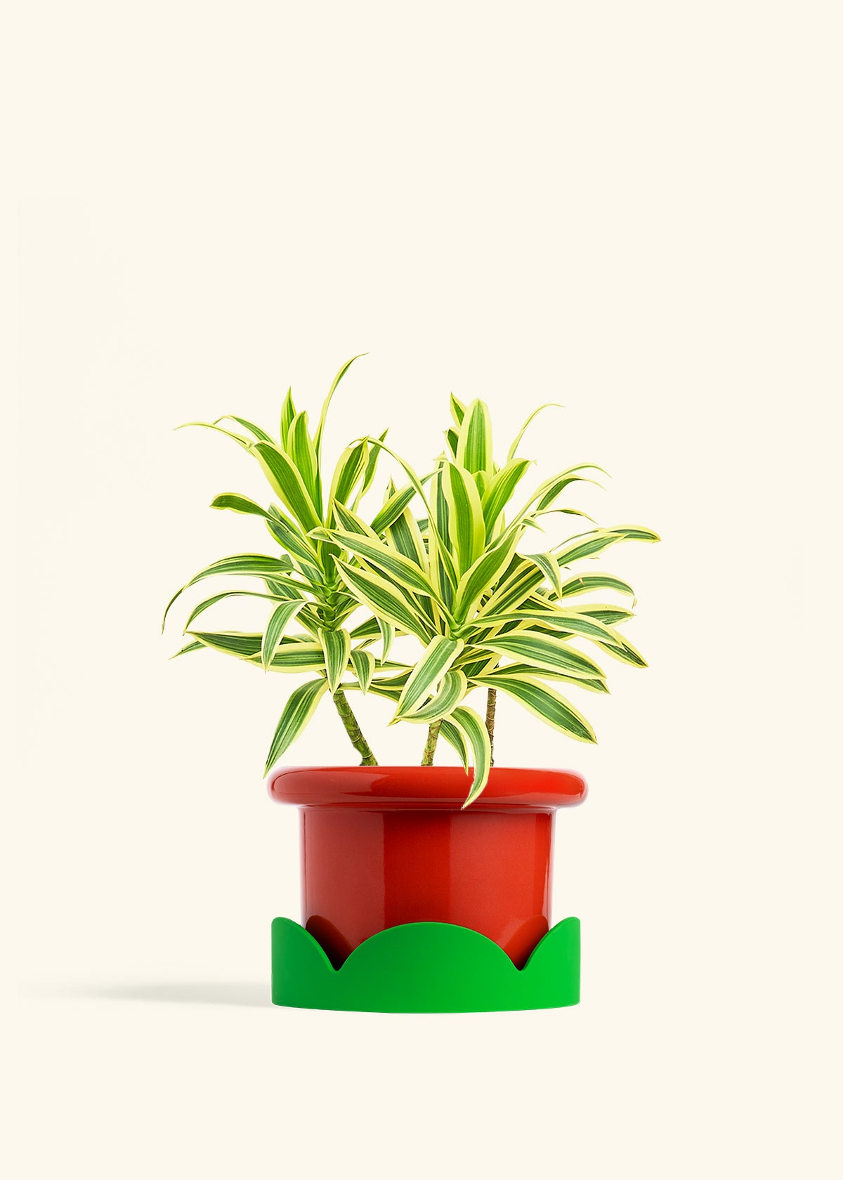 Dracaena Song of India in a 6 inches Fat Lip Red Planter in a Shamrock Petal Drip Tray