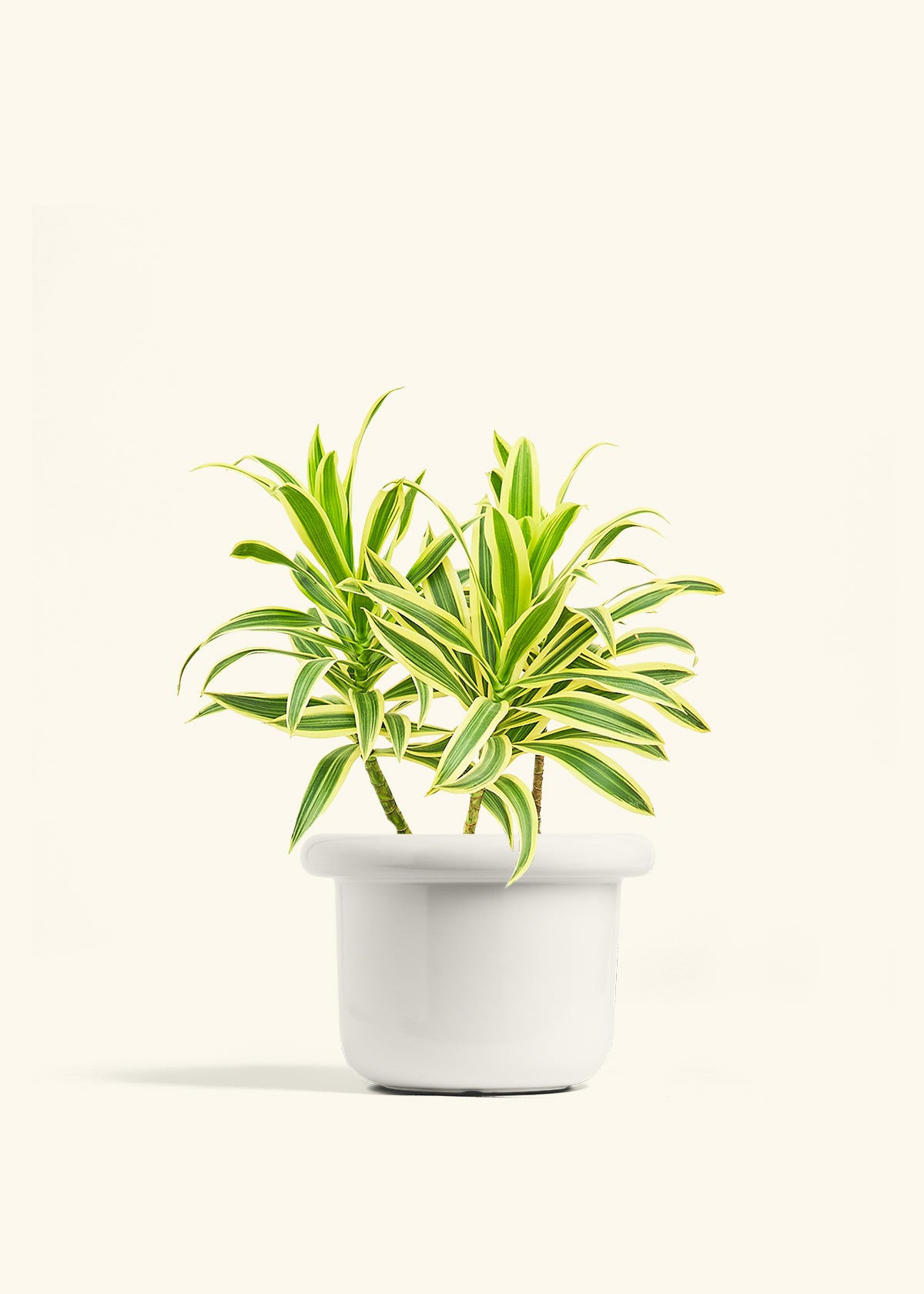 Dracaena Song of India in a 6 inches Fat Lip White Planter