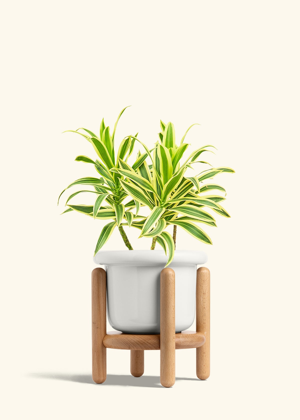 Dracaena Song of India in a 6 inches Fat Lip White Planter in a Beech Wood Stand