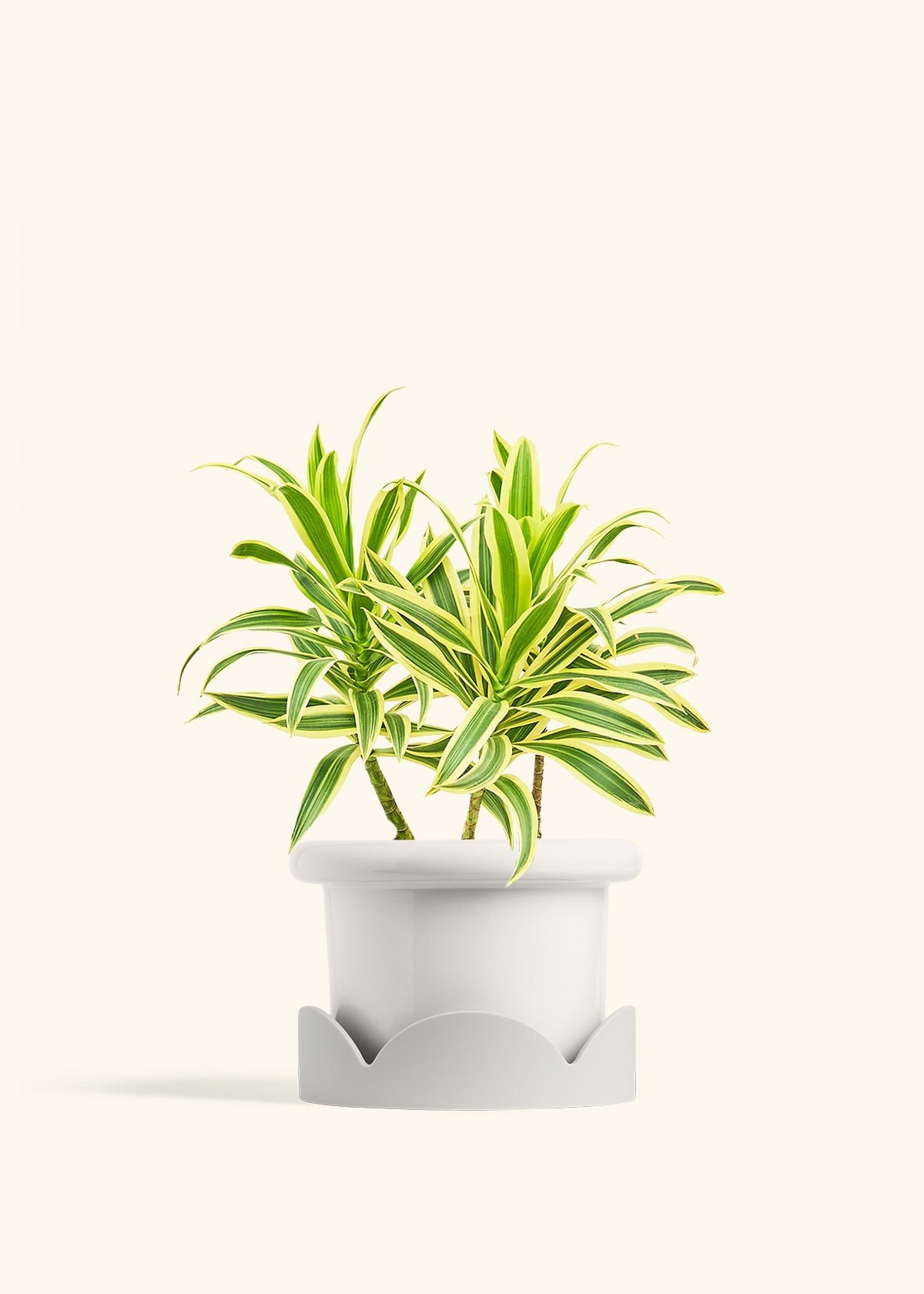 Dracaena Song of India in a 6 inches Fat Lip White Planter in a Oat Petal Drip Tray