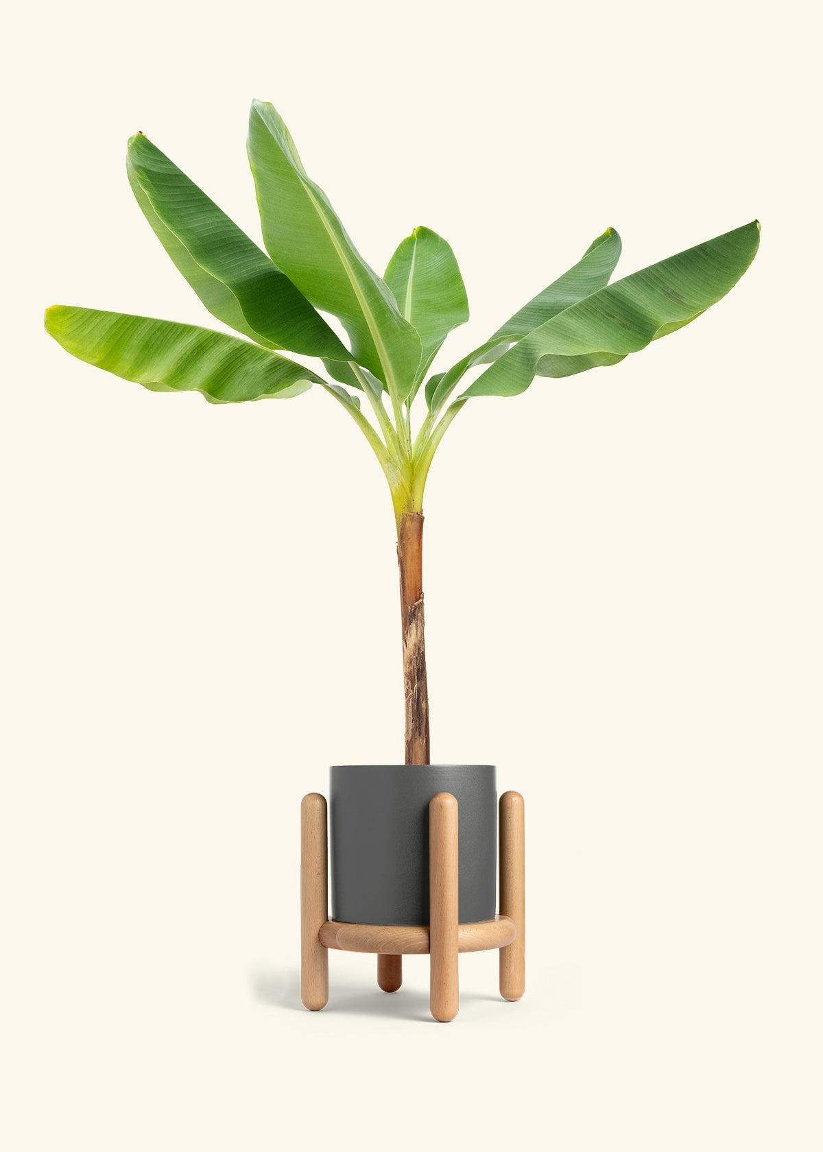 Banana Tree in a 10 inches Charcoal Classic Cylinder Planter in a Beech Wood Stand