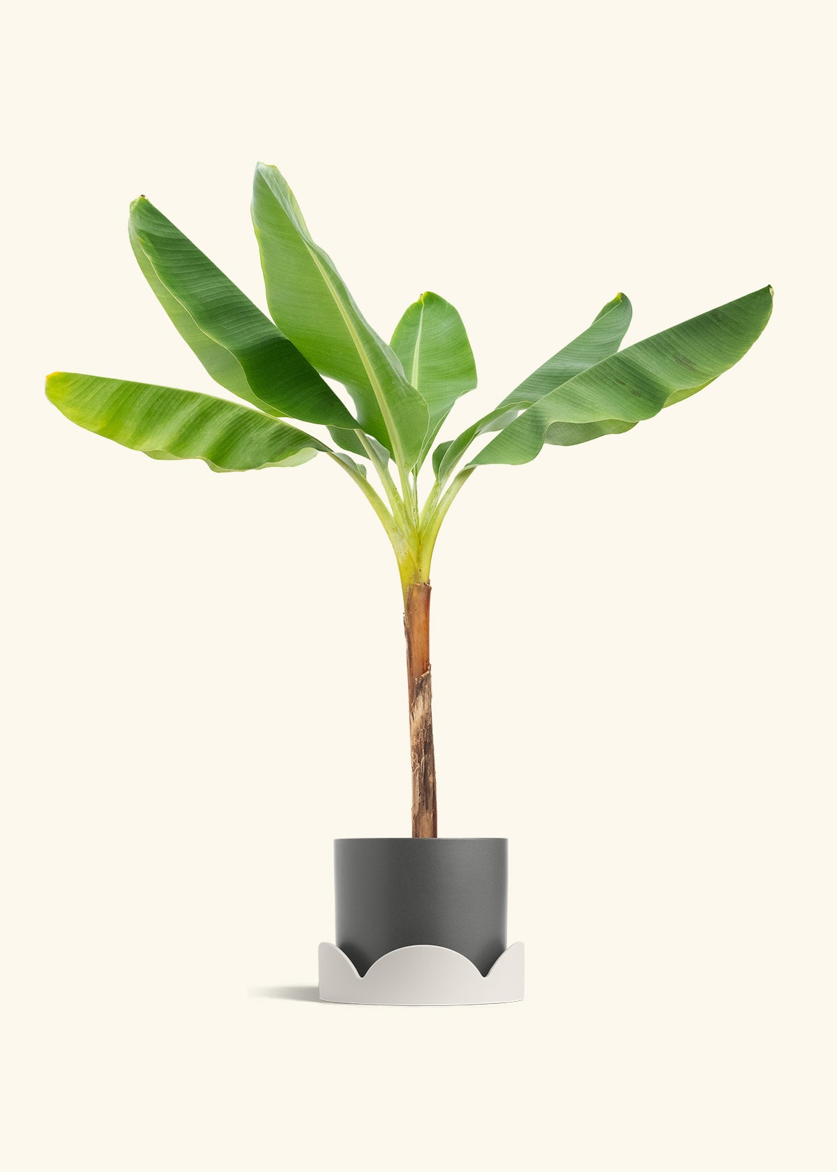 Banana Tree in a 10 inches Charcoal Classic Cylinder Planter in a Oat Petal Drip Tray
