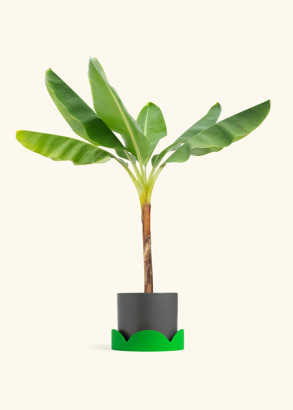 Banana Tree in a 10 inches Charcoal Classic Cylinder Planter in a Shamrock Petal Drip Tray