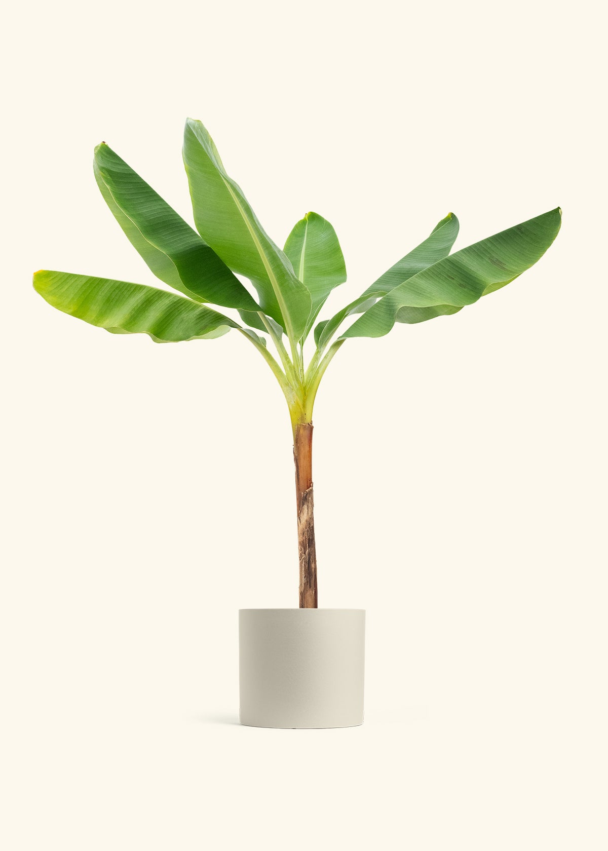 Banana Tree in a 10 inches Oat Classic Cylinder Planter 