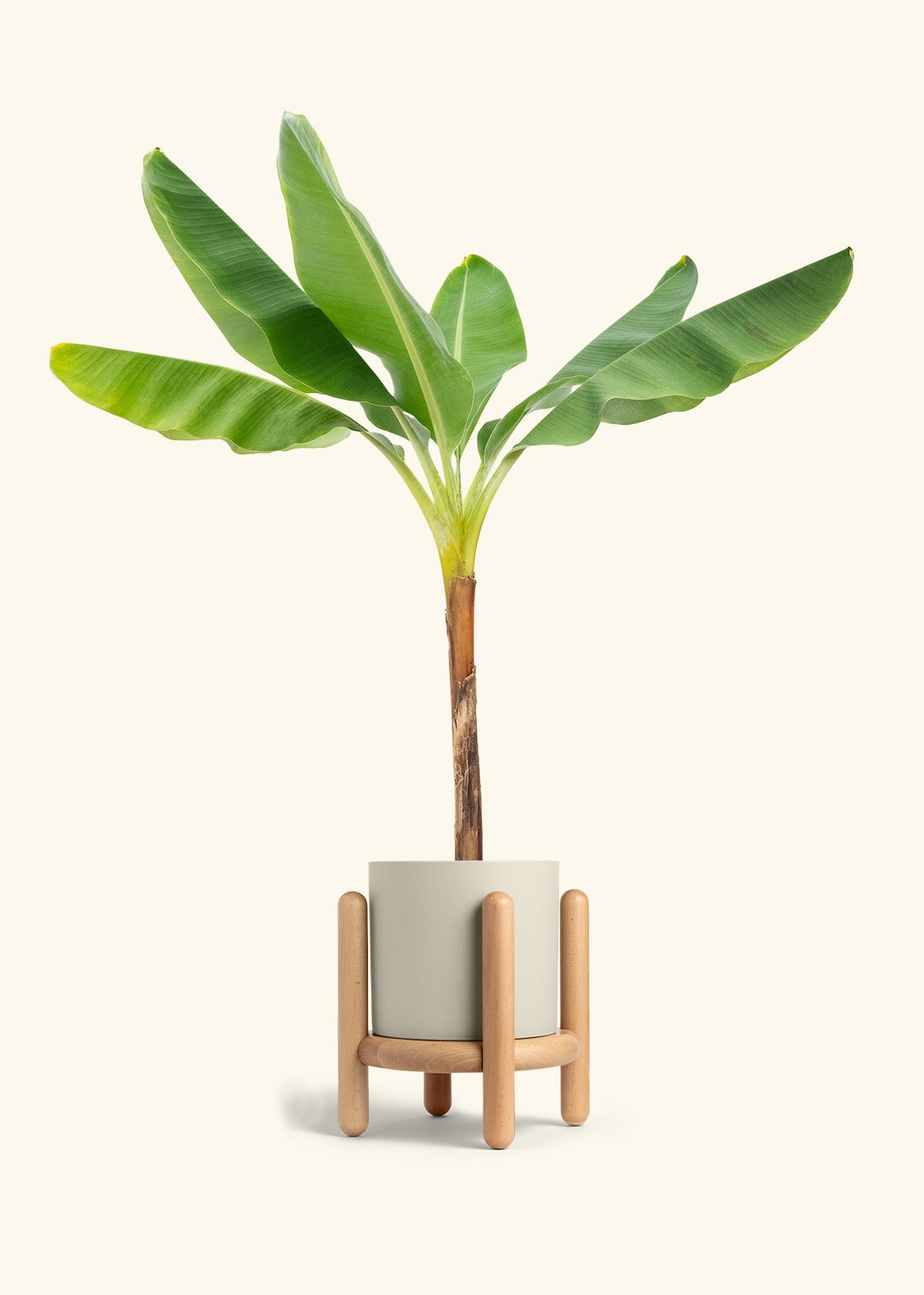 Banana Tree in a 10 inches Oat Classic Cylinder Planter in a Beech Wood Stand
