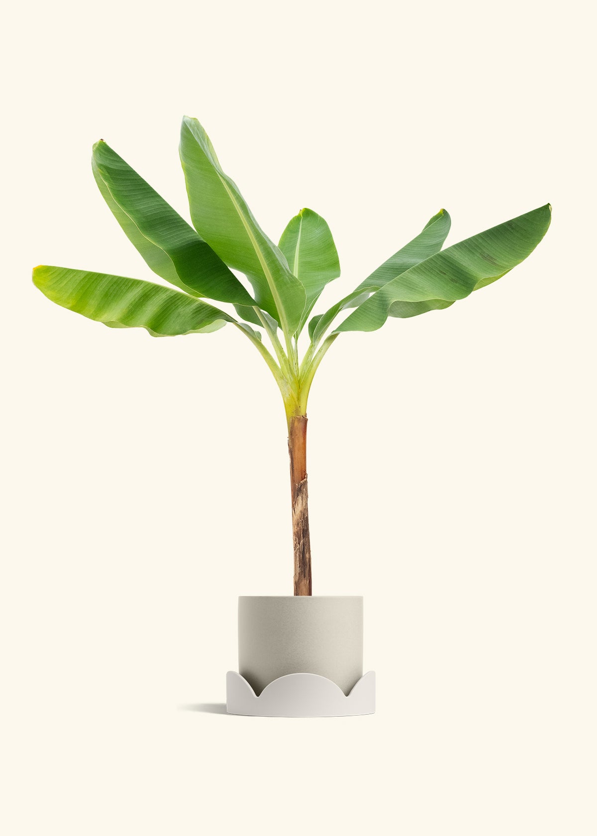 Banana Tree in a 10 inches Oat Classic Cylinder Planter in a Oat Petal Drip Tray