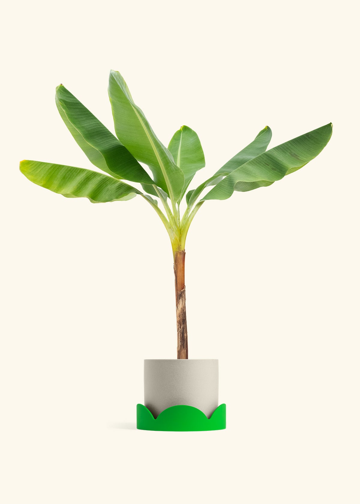 Banana Tree in a 10 inches Oat Classic Cylinder Planter in a Shamrock Petal Drip Tray