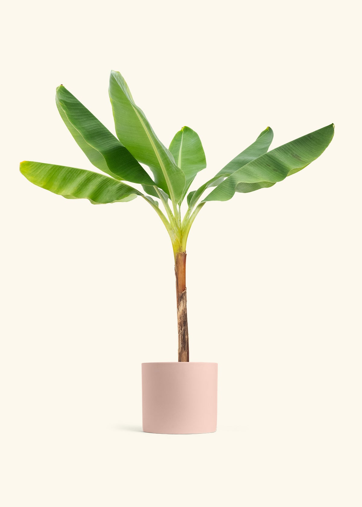 Banana Tree in a 10 inches Pink Classic Cylinder Planter 