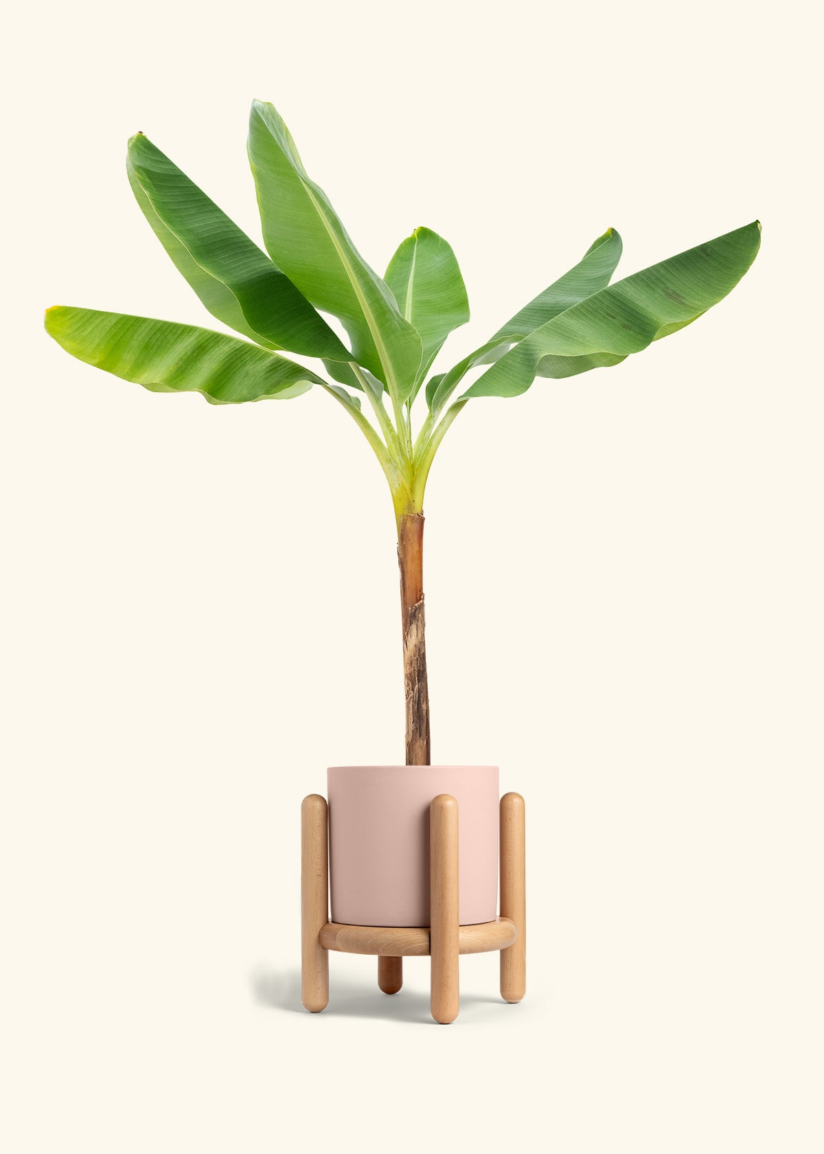 Banana Tree in a 10 inches Pink Classic Cylinder Planter in a Beech Wood Stand