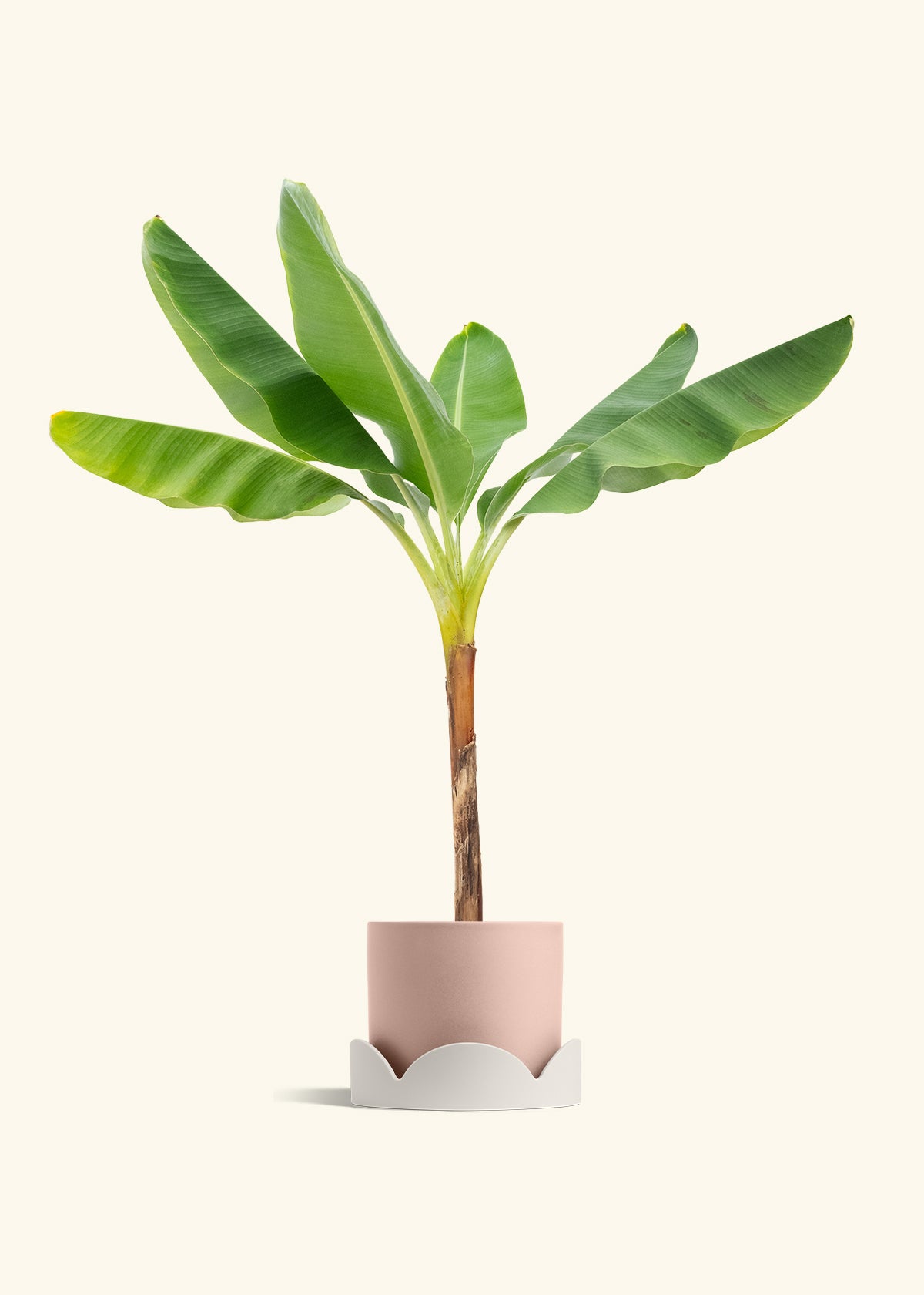 Banana Tree in a 10 inches Pink Classic Cylinder Planter in a Oat Petal Drip Tray